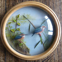 Kingfishers (Version 2) (5-inch)